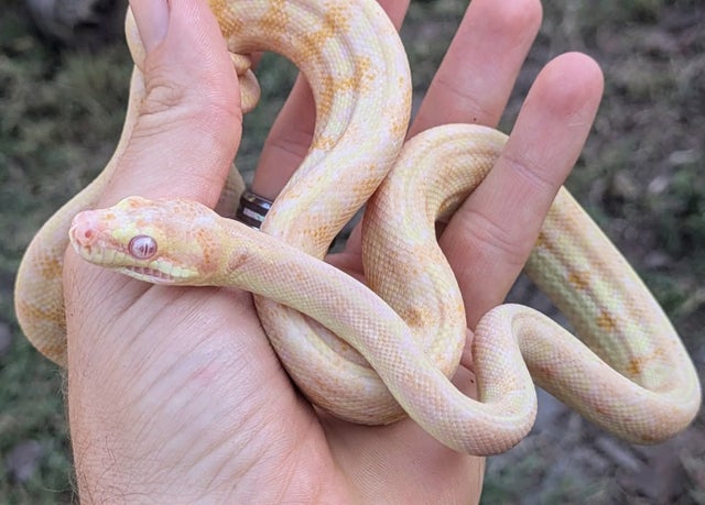 Albino Carpet Python Female ~2.5.FT