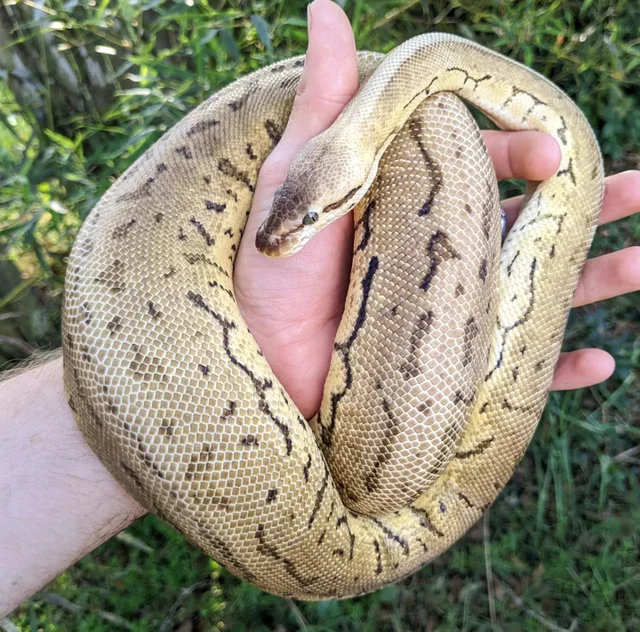 Pastel Pinstripe Leopard Ball Python Female 1416g