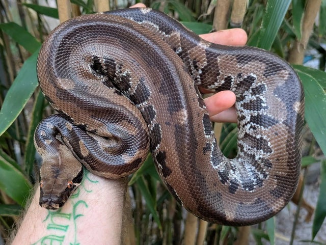Sumatran Short Tail Python Probable Male ~2FT