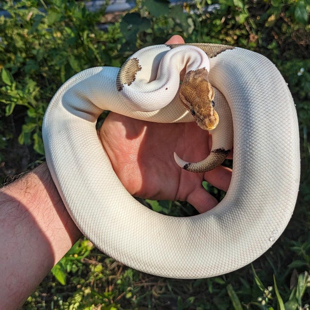 Pastel Mojave Pied Ball Python Female 698g
