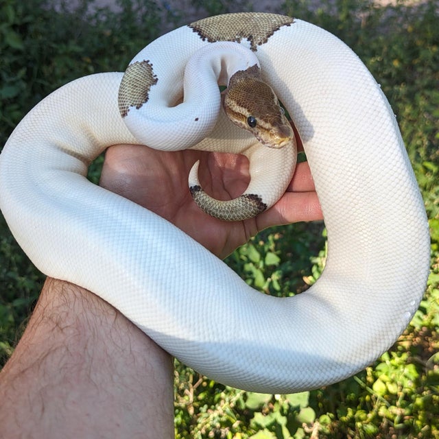 Pastel Mojave Pied Ball Python Female 698g