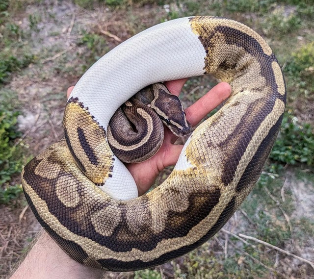 Pied Ball Python Female 1884g Eating live Medium rats!