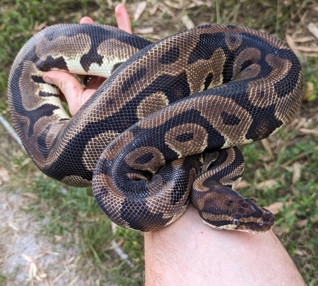 Orange Dream Leopard Female 1862g