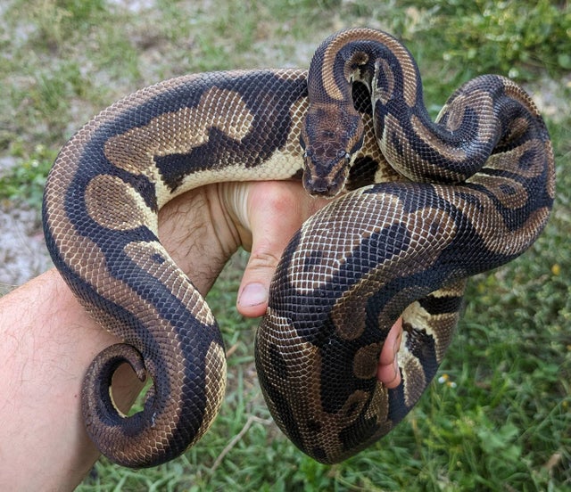 Orange Dream Leopard Female 1862g