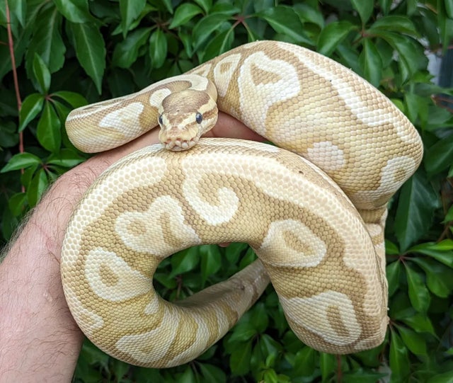 Banana Mojave Ball Python Female 1599g