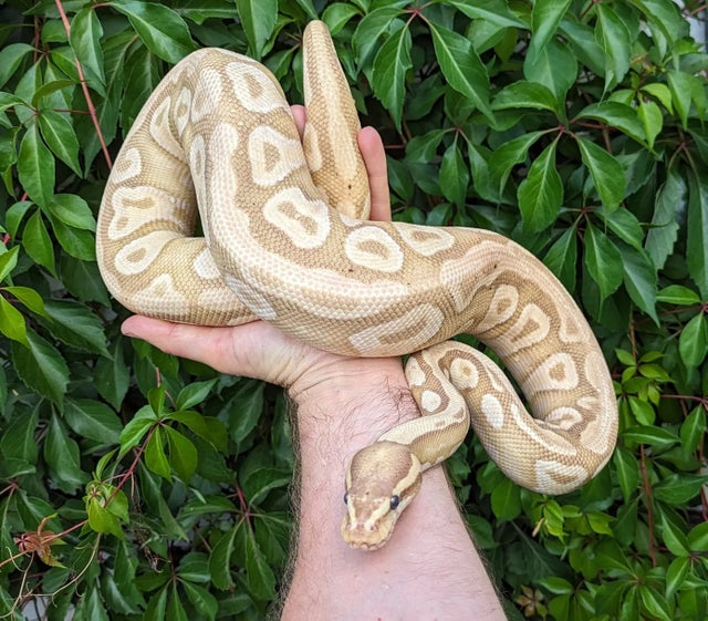 Banana Mojave Ball Python Female 1599g