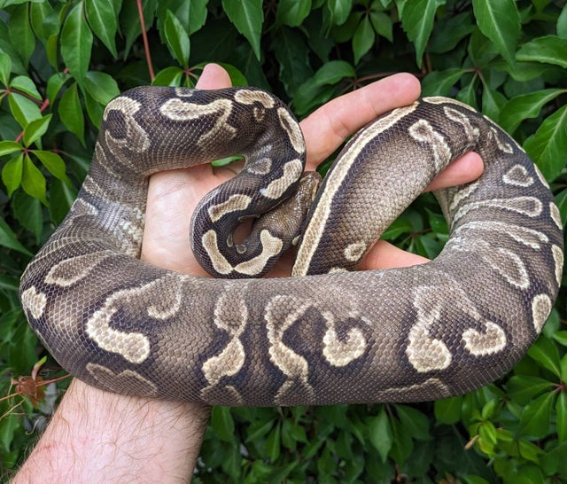 GHI Phantom Yellowbelly Ball Python Female 1253g