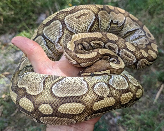 Lesser 100% Het Clown Ball Python Female 1135g
