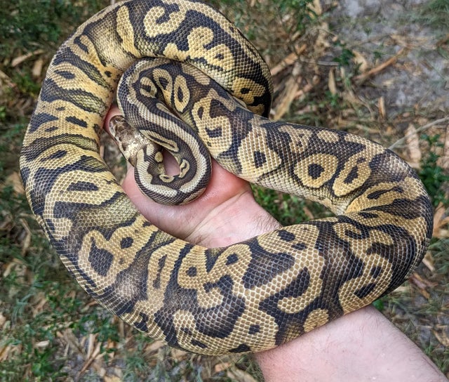 Super Pastel Yellowbelly Ball Python Female 1710g