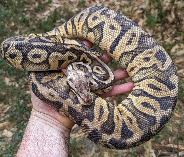 Super Pastel Yellowbelly Ball Python Female 1710g