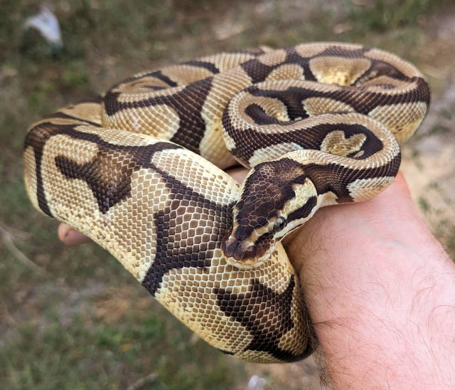Pastel Enchi Ball Python Female 1027g