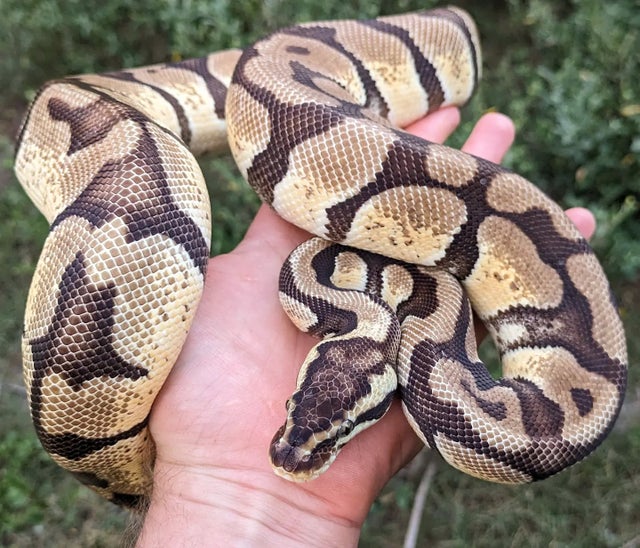 Pastel Enchi Ball Python Female 1027g