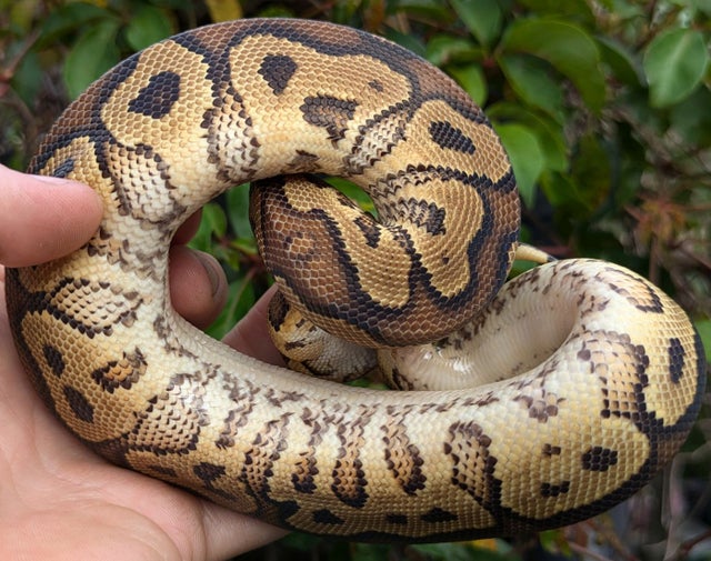 Trick Yellowbelly Clown Ball Python Male 222g