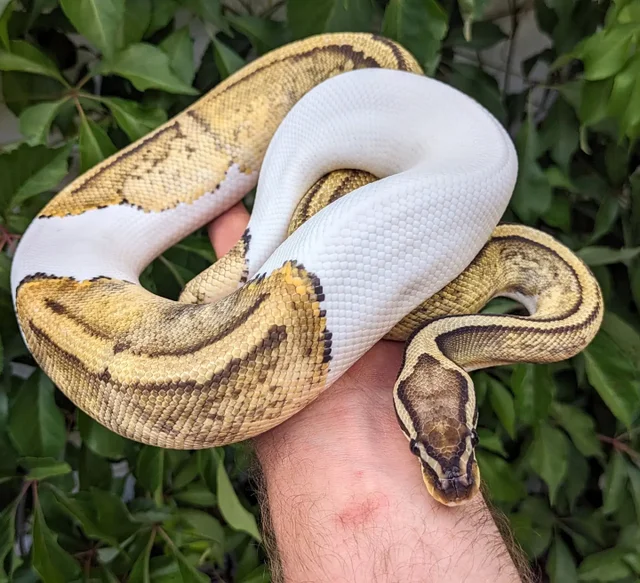 Pastel Hypo Pied Ball Python Male 708g