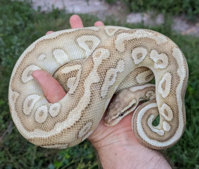 Pastel Yellowbelly Mystic Special Ball Python Male 976g