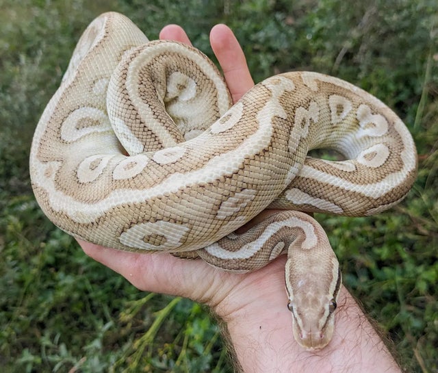 Pastel Yellowbelly Mystic Special Ball Python Male 976g