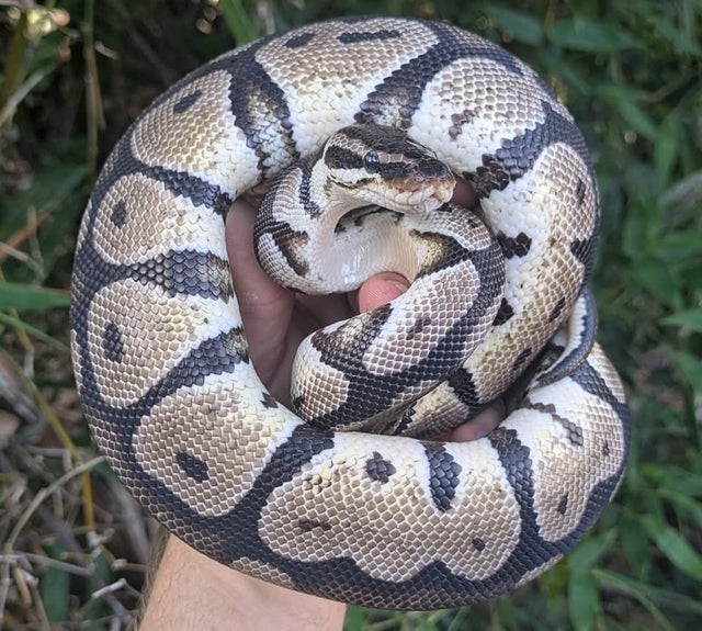 Pastel VPI Axanthic Ball Python Male 625g