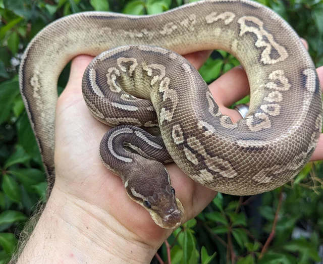 Pewter Mojave Yellowbelly Ball Python Male 323g