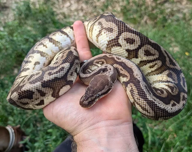 Pastel Hidden Gene Woma Ball Python Male 695g