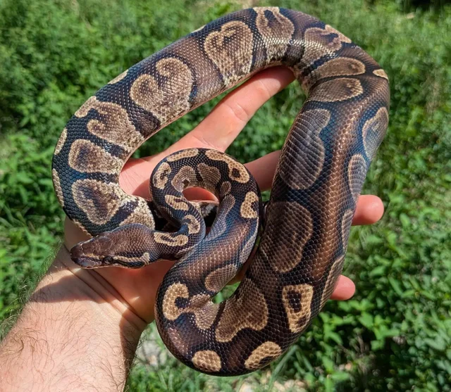 GHI 100% Double Het Albino VPI Axanthic Ball Python Male 535g