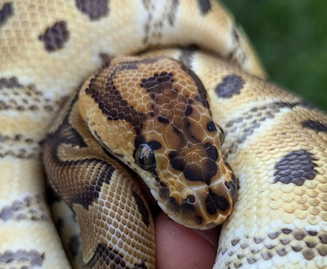 Fire Clown Ball Python Male 286g